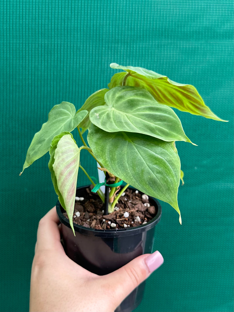 Philodendron Verrucosum