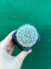 Mammillaria bocosana v splendens