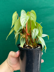 Philodendron sodiroi