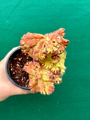 Begonia ‘Russet Queen’