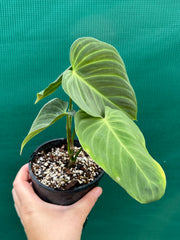 Philodendron ‘Splendid’ (Melanochrysum x Verrucosum) (NOT TC)