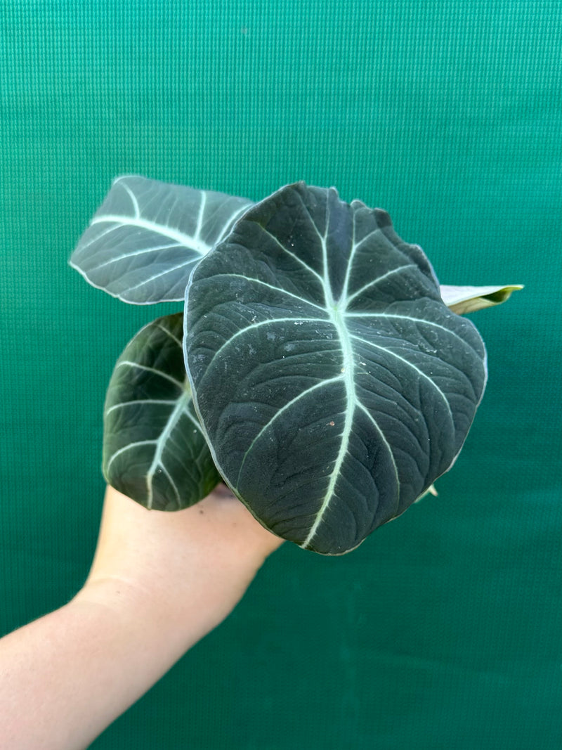 Alocasia ‘Black Velvet’