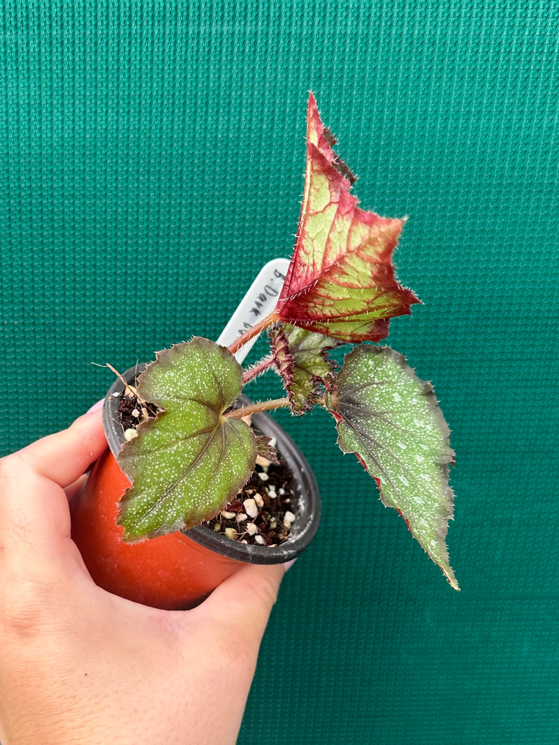 Begonia ‘Dark Whisper’