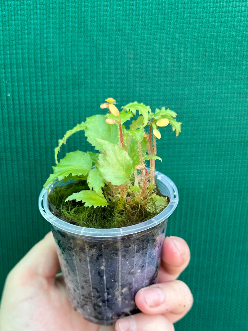 Begonia prismatorcarpa