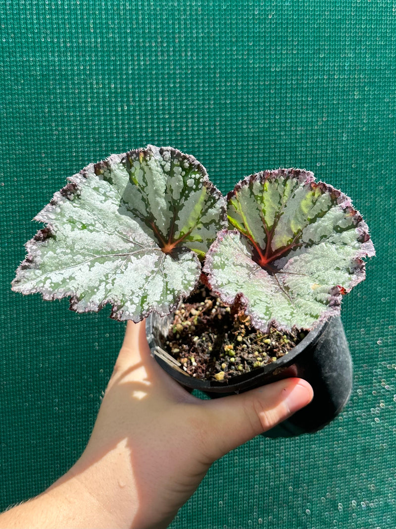 Begonia ‘Australian Fair’ NEW