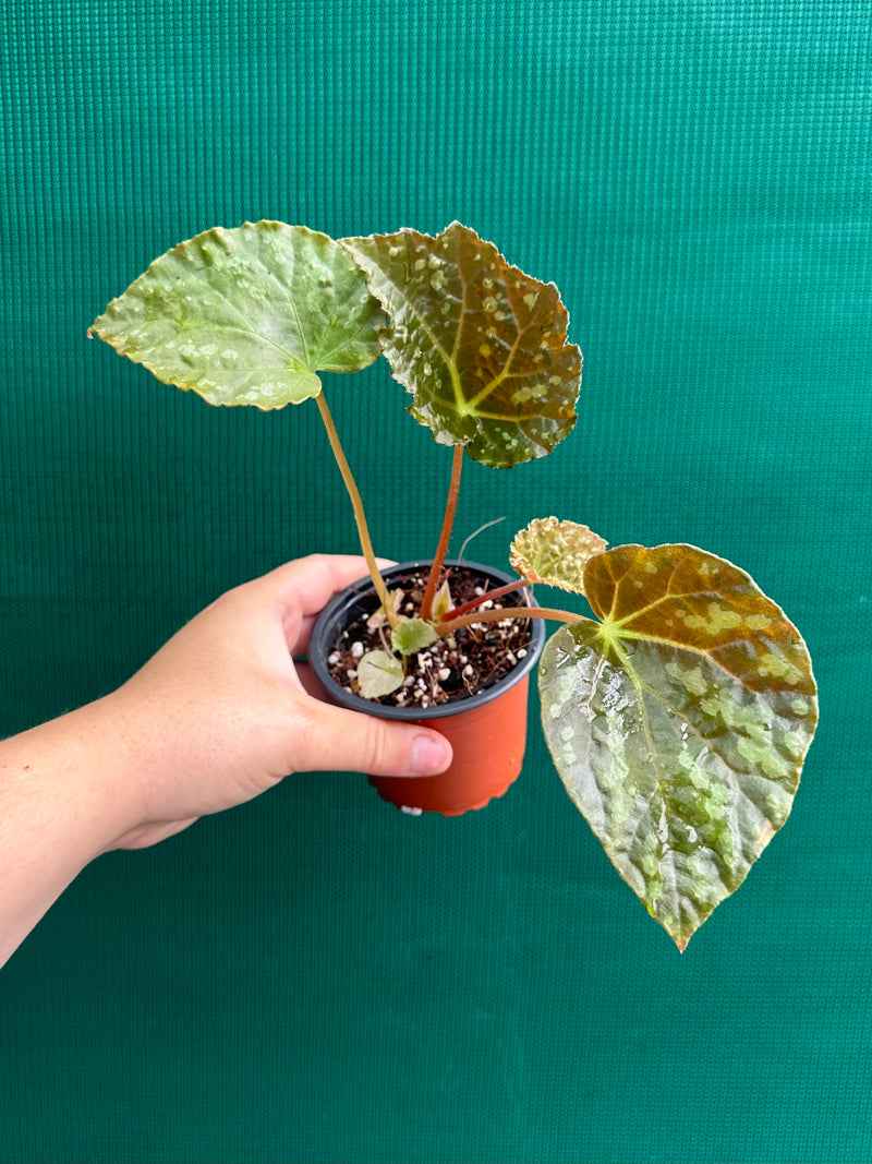 Begonia xanthina NEW