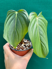 Philodendron ‘Pastazanum x Gloriosum’