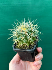 Golden Barrel Cactus