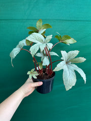 Begonia ‘Pollux’ NEW