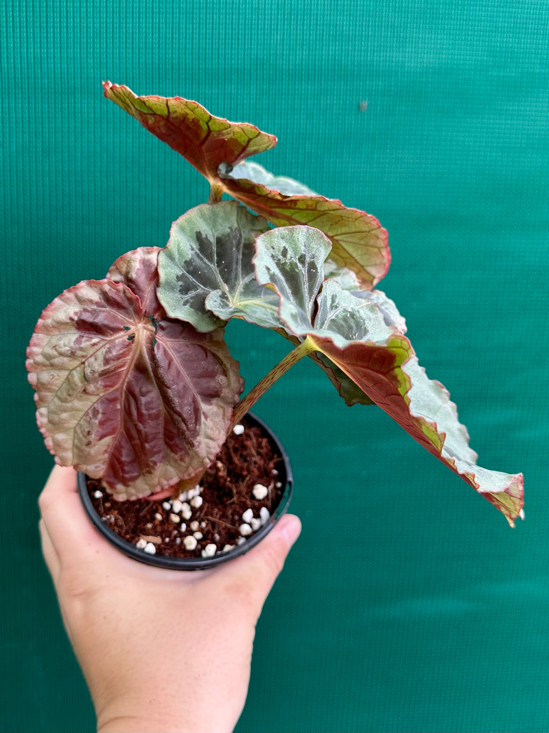 Begonia ‘Burkillii’