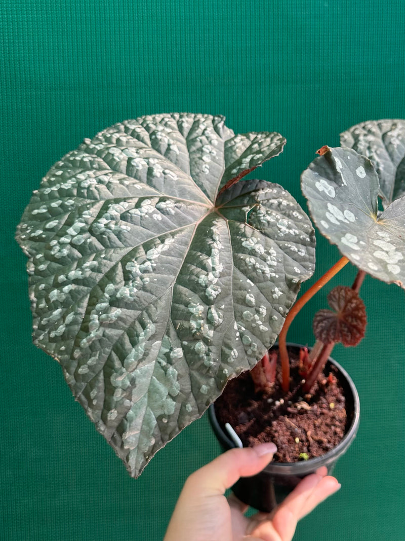 Begonia ‘Carson Beauty’ NEW