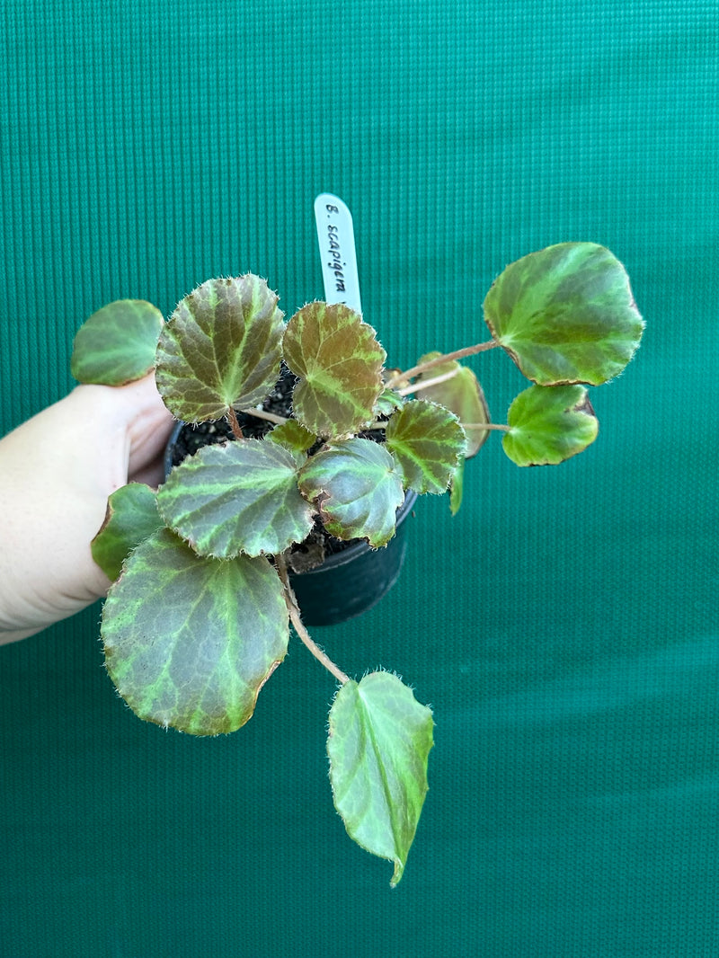 Begonia scapigera variegated NEW