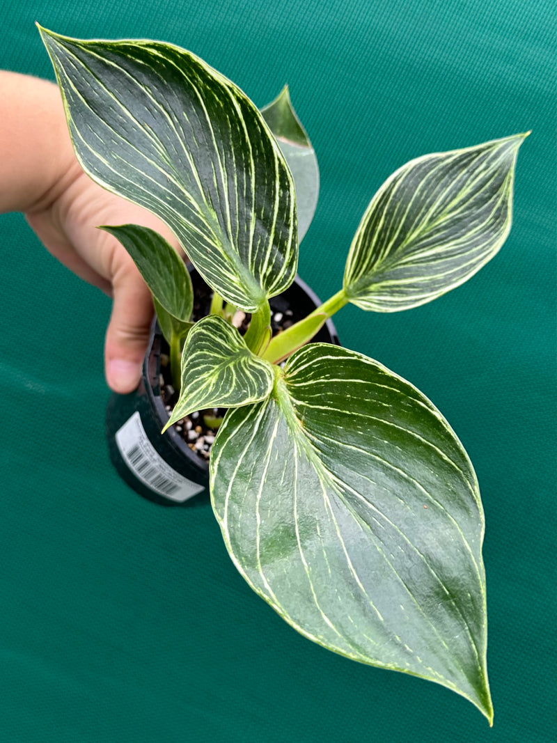 Philodendron ‘Birkin’