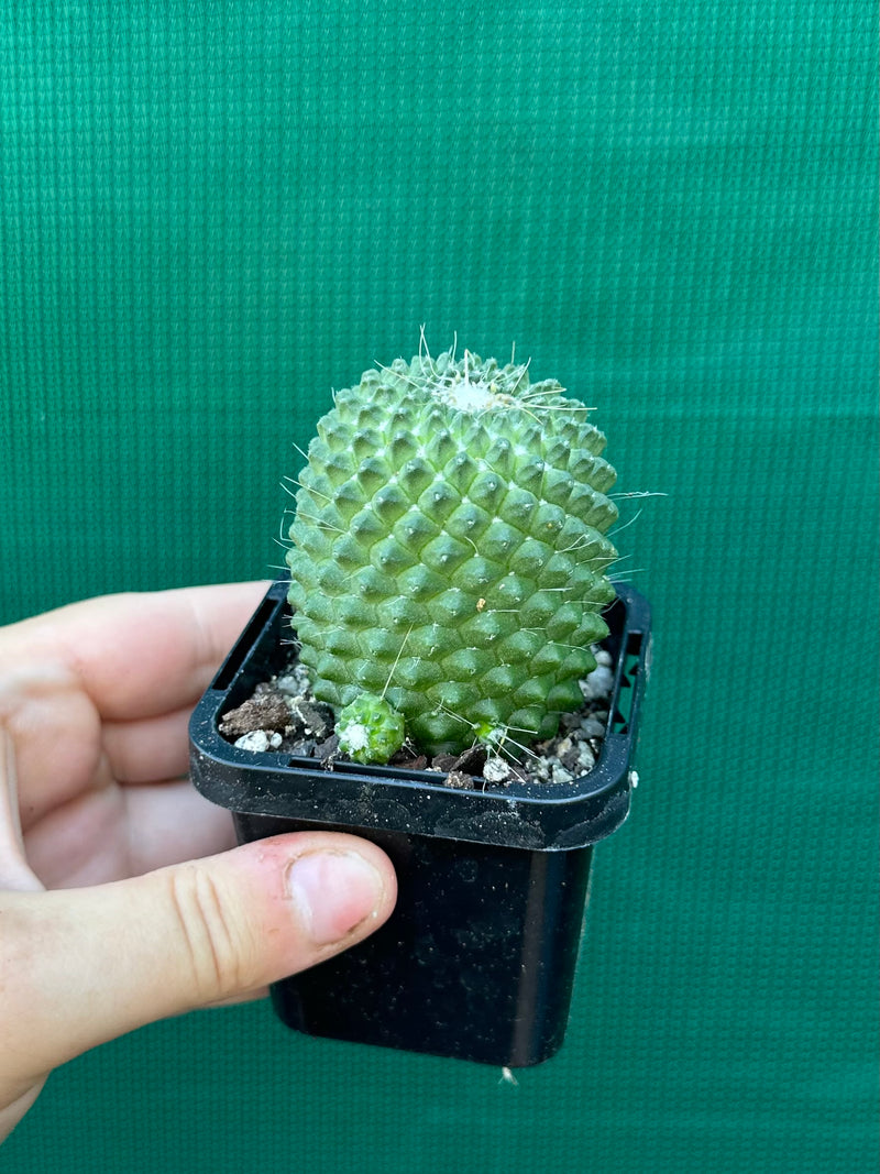 Mammillaria Pico compacta