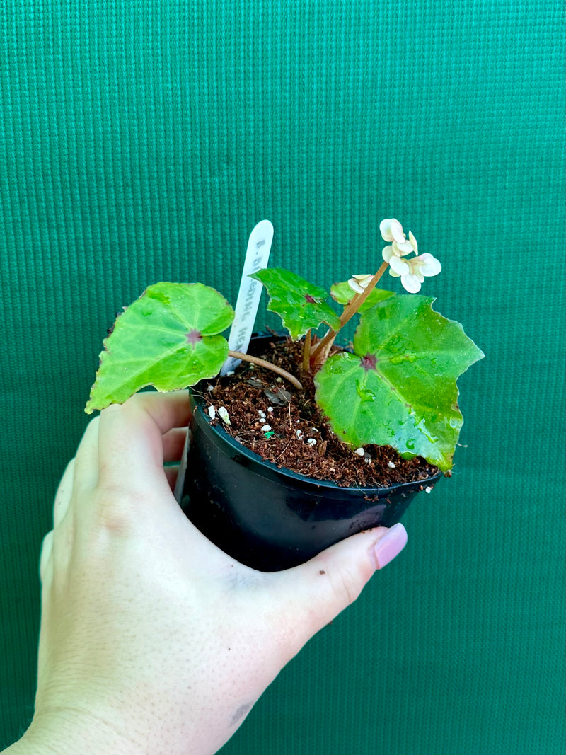 Begonia ‘Bleeding Heart’