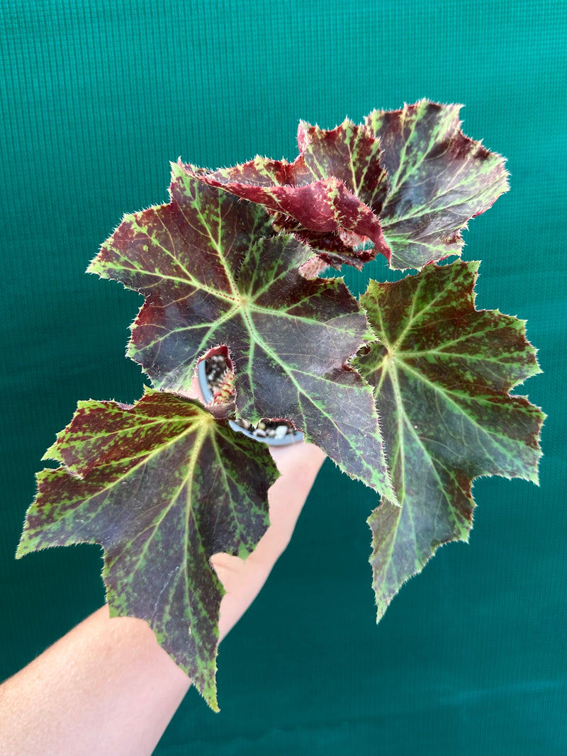 Begonia ‘Brown Bessy’ NEW