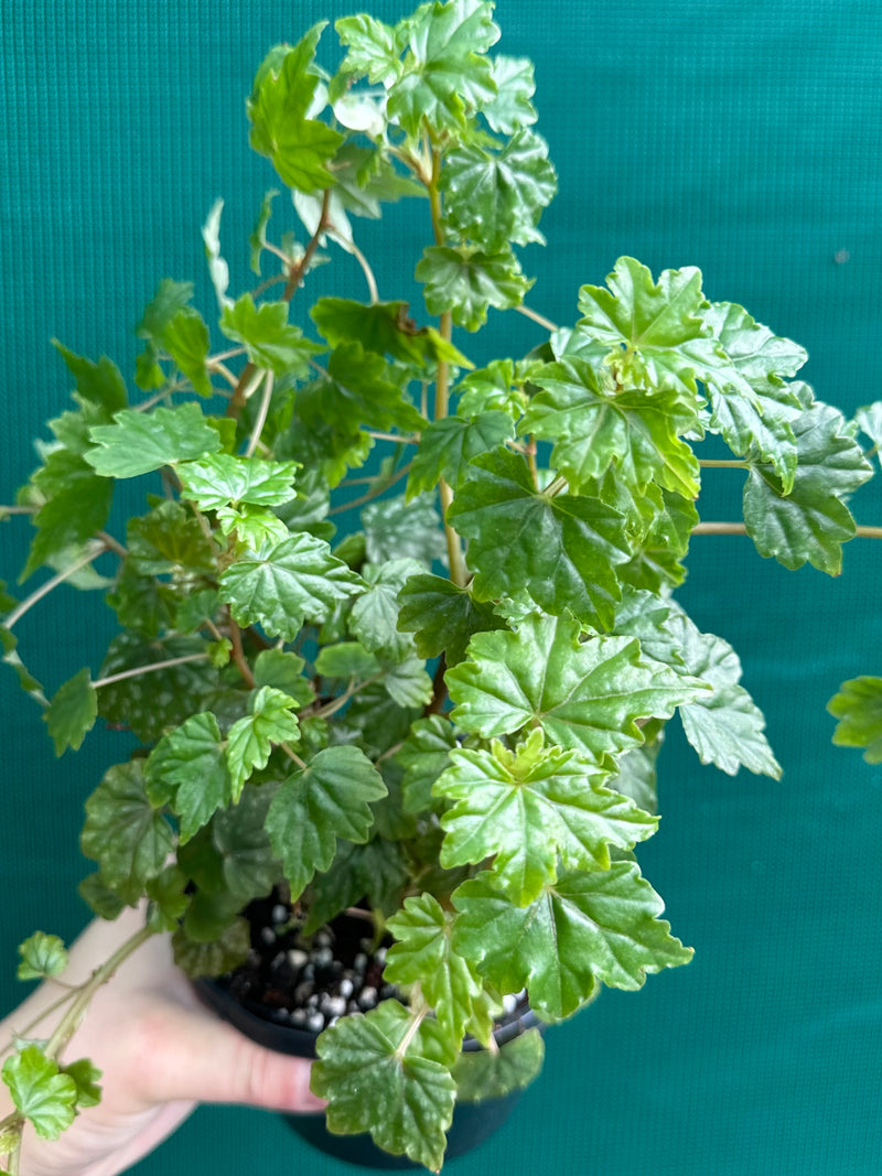 Begonia dregei NEW