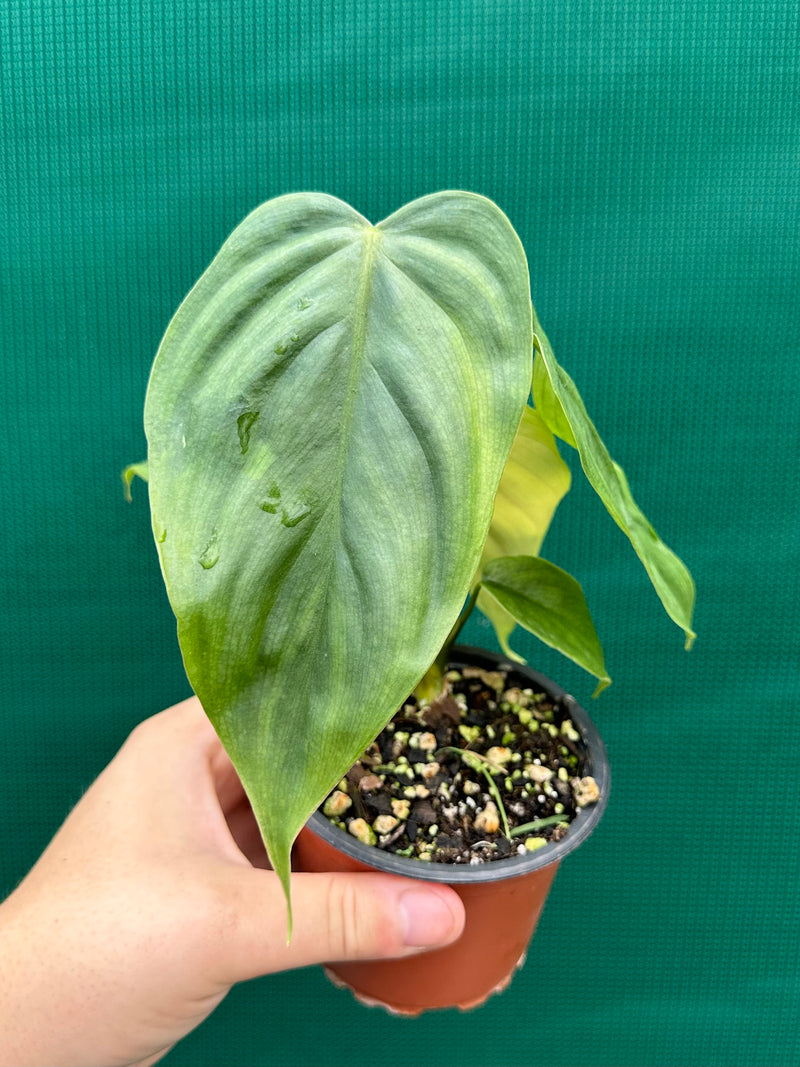 Philodendron ‘Tenue x Plowmanii’