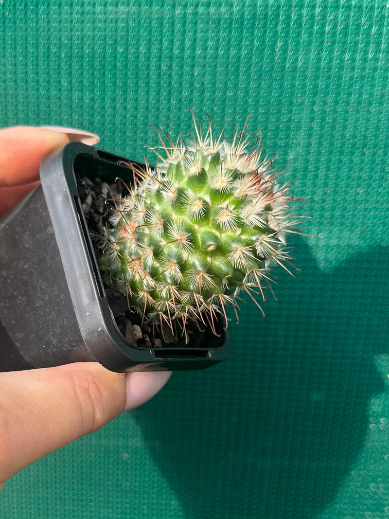 Mammillaria bombycina