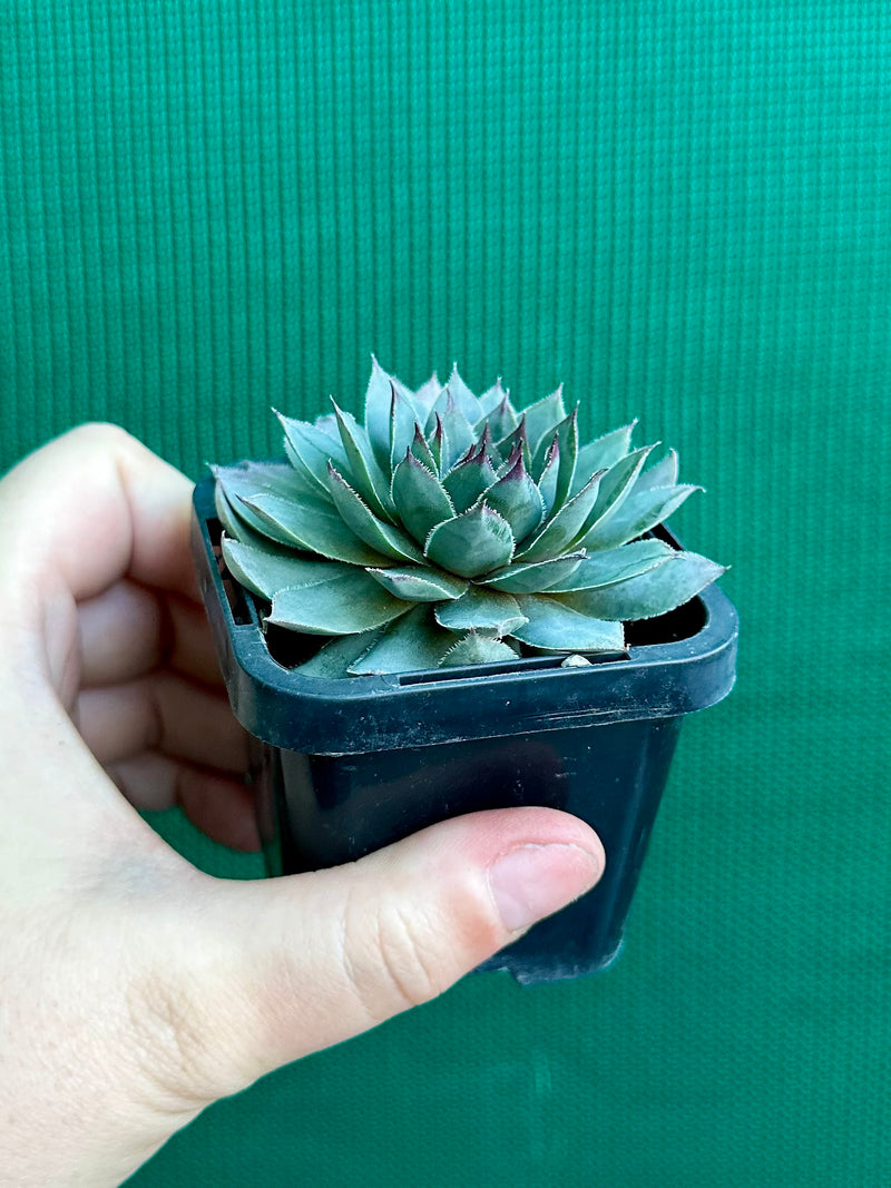 Sempervivum ‘Grey Lady’