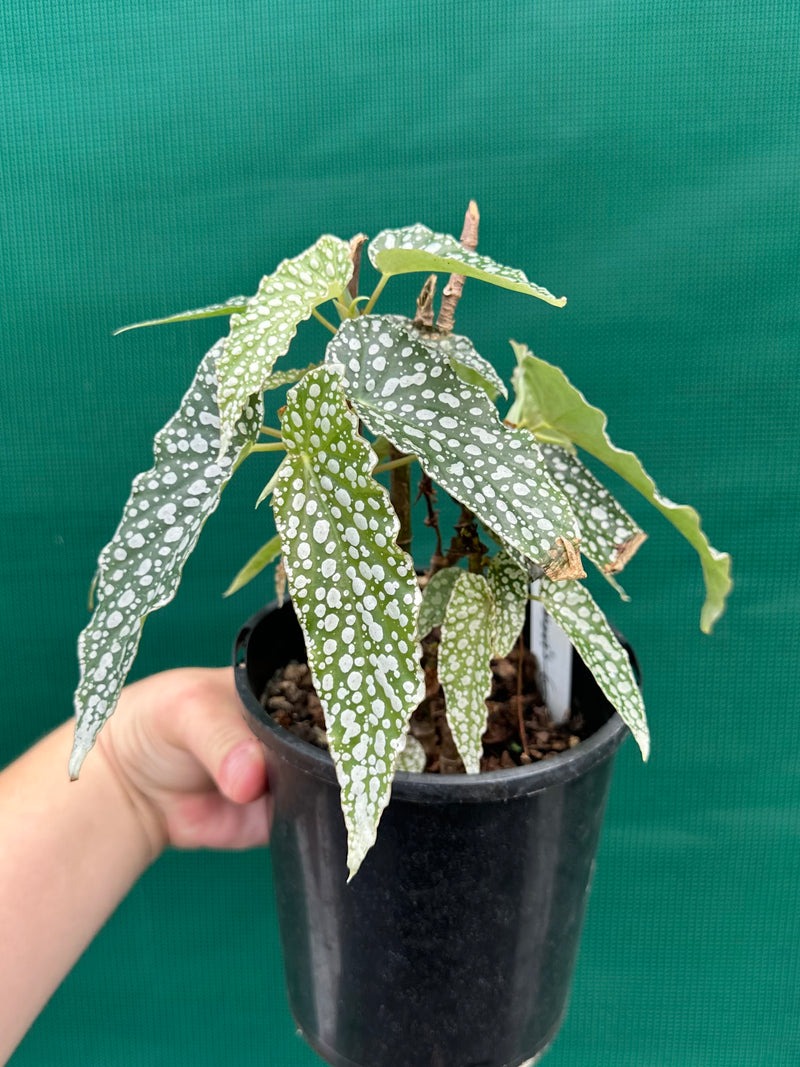 Begonia ‘White Ice’