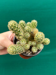 Mammillaria elongata