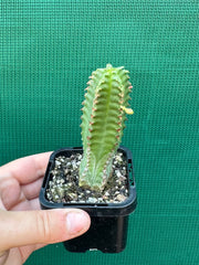 Euphorbia jansenvillensis