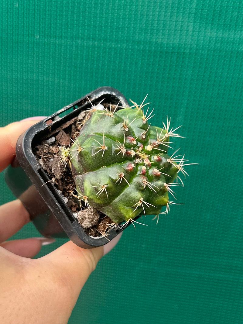 Glymnocalycium