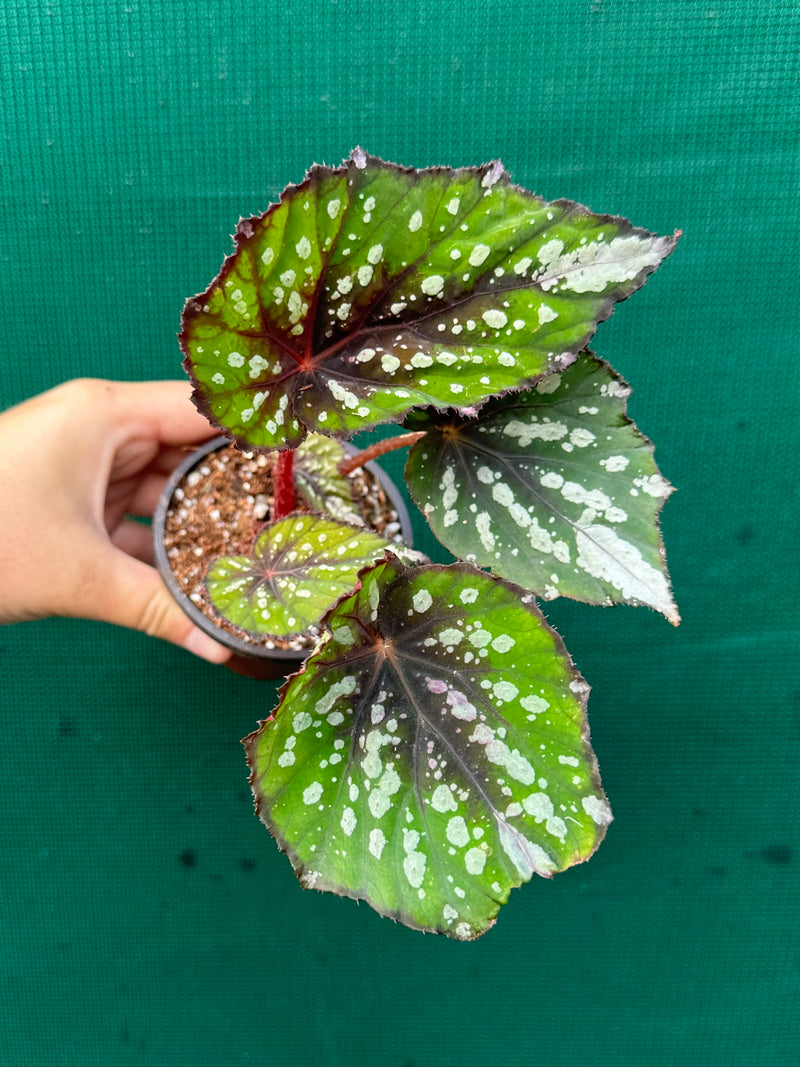 Begonia NOID 40 NEW