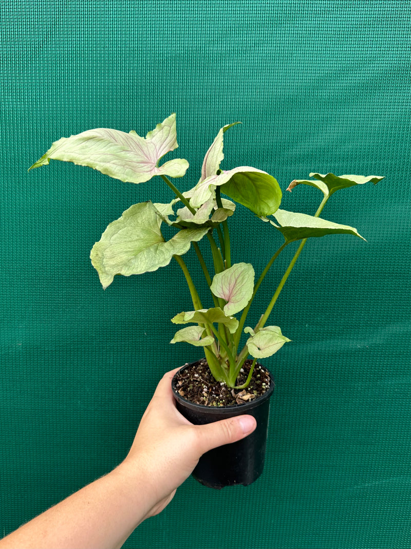 Syngonium ‘Roxanne’