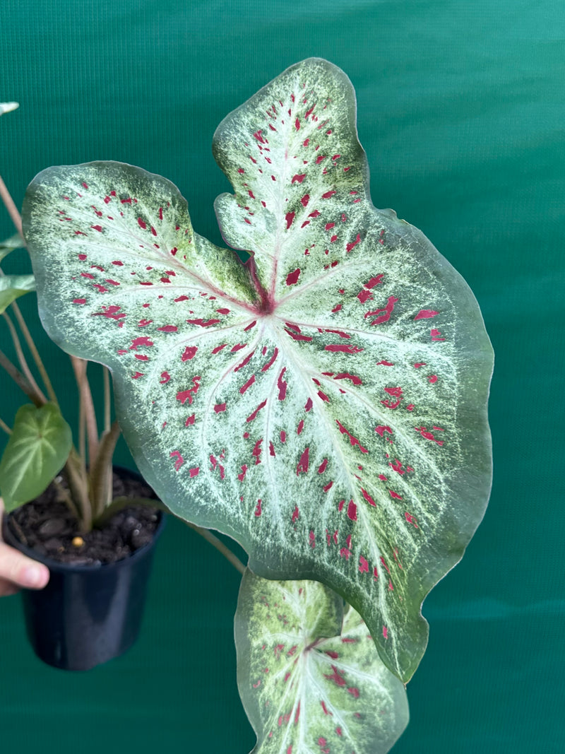 Caladium ‘Gingerland’ NEW