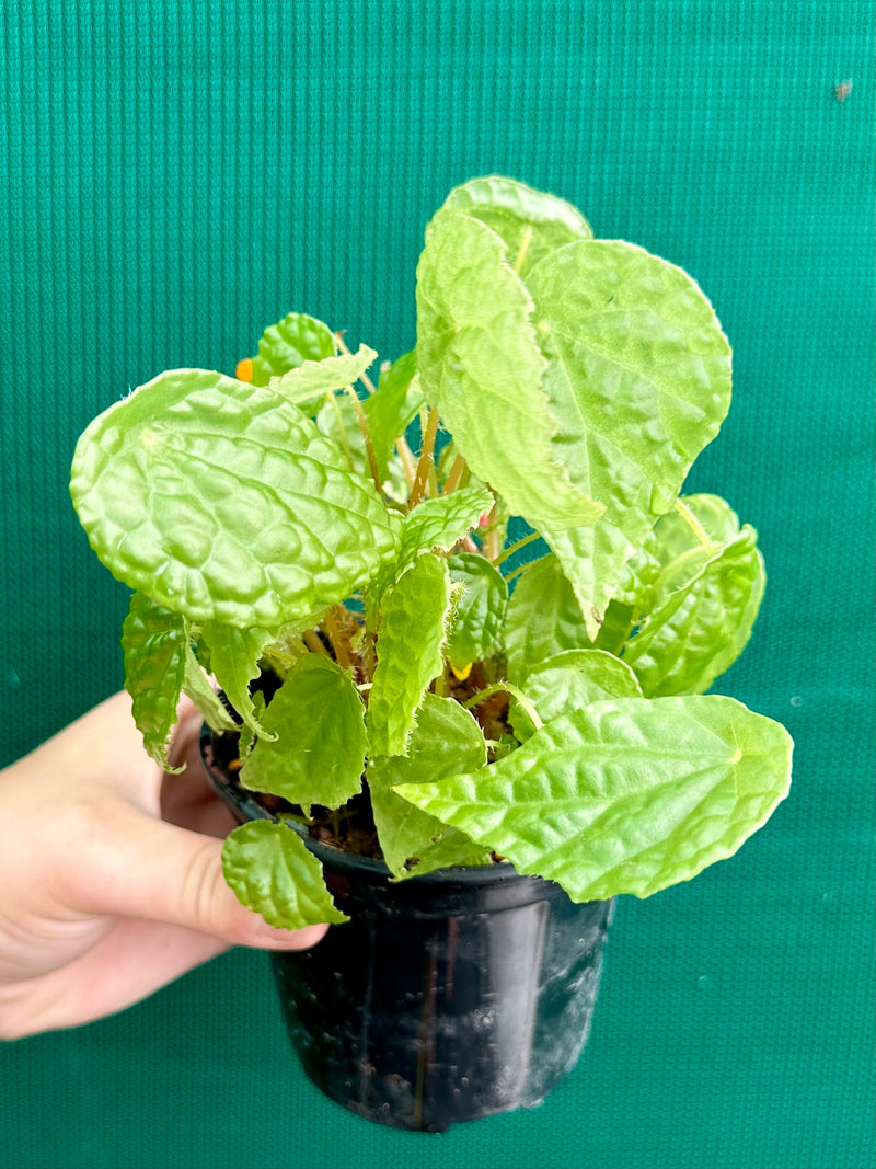 Begonia buttercup (yellow flowers)