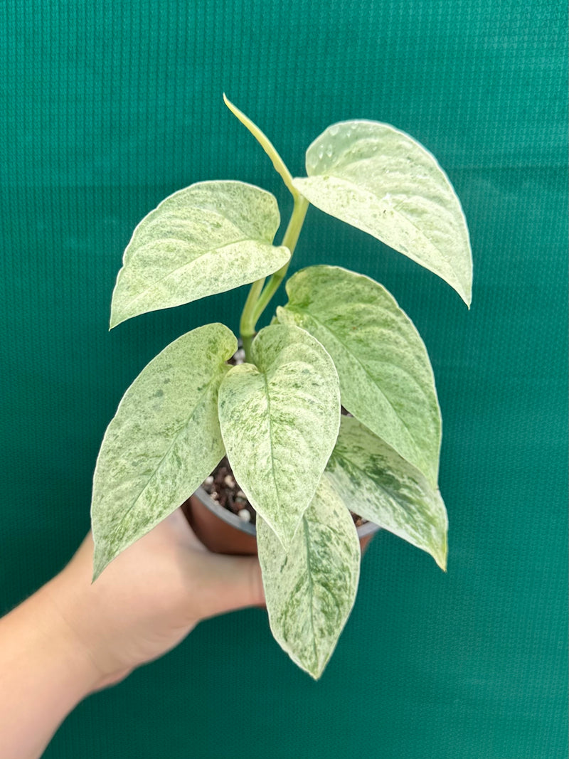 Monstera ‘Laniata Variegata Mint’