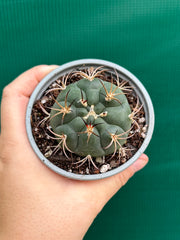 gymnocalycium (assorted)