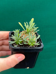 Euphorbia ‘Pineapple Head’ NEW