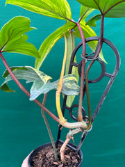 Philodendron ’Florida Beauty’