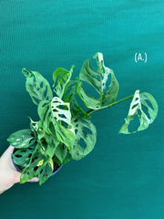 Monstera ‘Adansonii’ Variegated Albo NEW