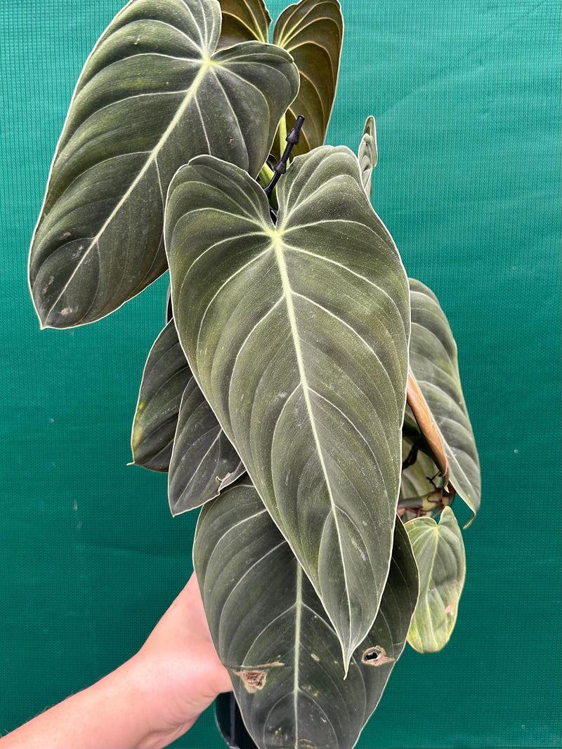 Philodendron Melanochrysum