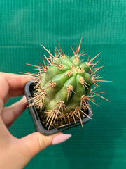 Azureocereus hertlingianus ‘Azure Torch Cacti’ NEW