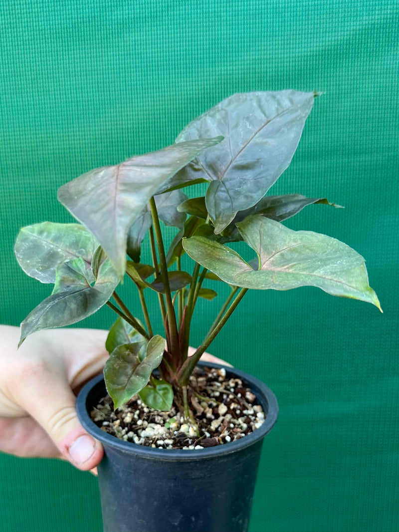 Syngonium 'Berry’