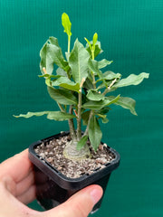 Fockea edulis NEW