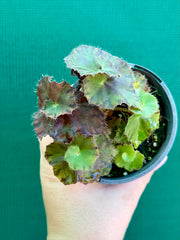 Begonia ‘Copper Crinkle’