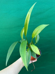 Epipremnum Amplissimum Green