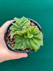 Begonia ‘Xanadu’