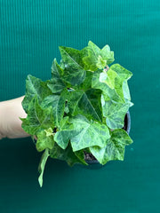 Hedera Ivy ‘Stardust’