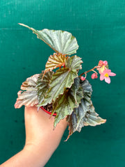 Begonia Irian Jaya NEW