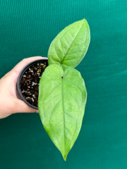 Syngonium 'Macrophyllum'