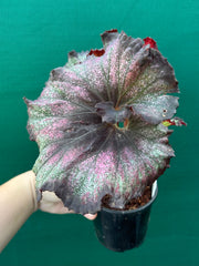 Begonia NOID 12 NEW