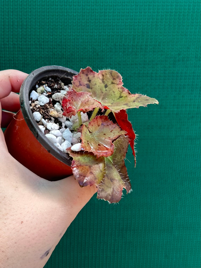 Begonia ‘Russet Queen’ x. Self NEW