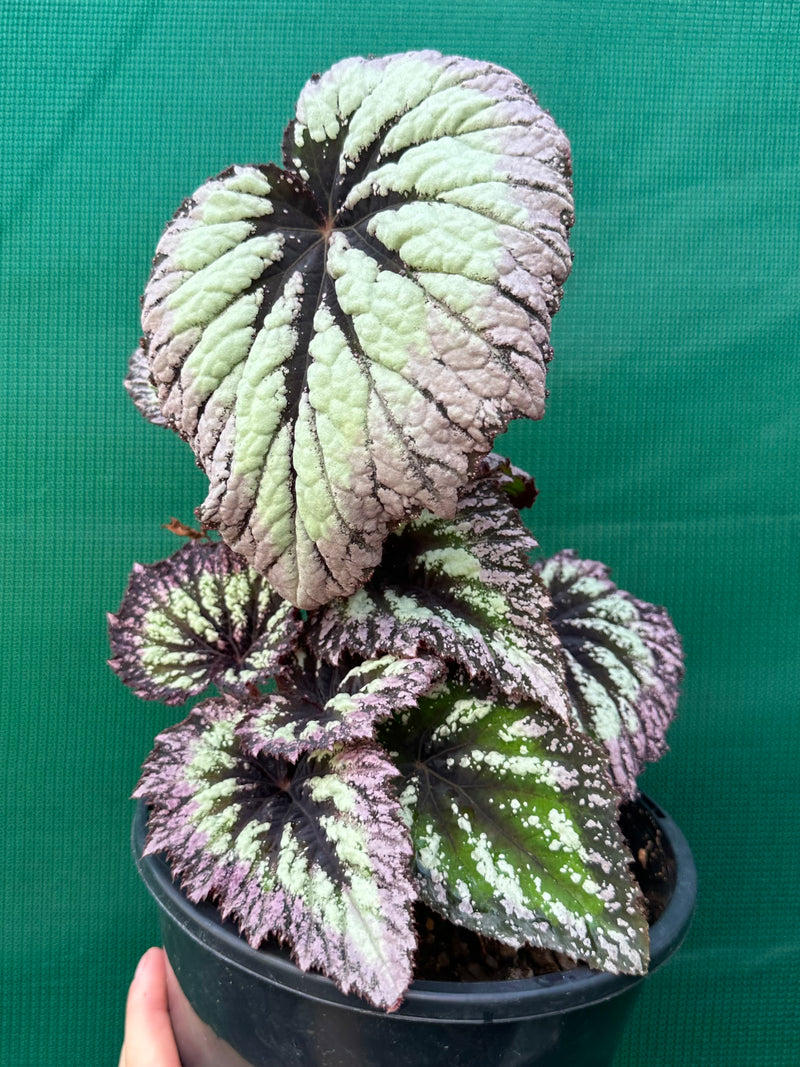 Begonia ‘Fireworks’